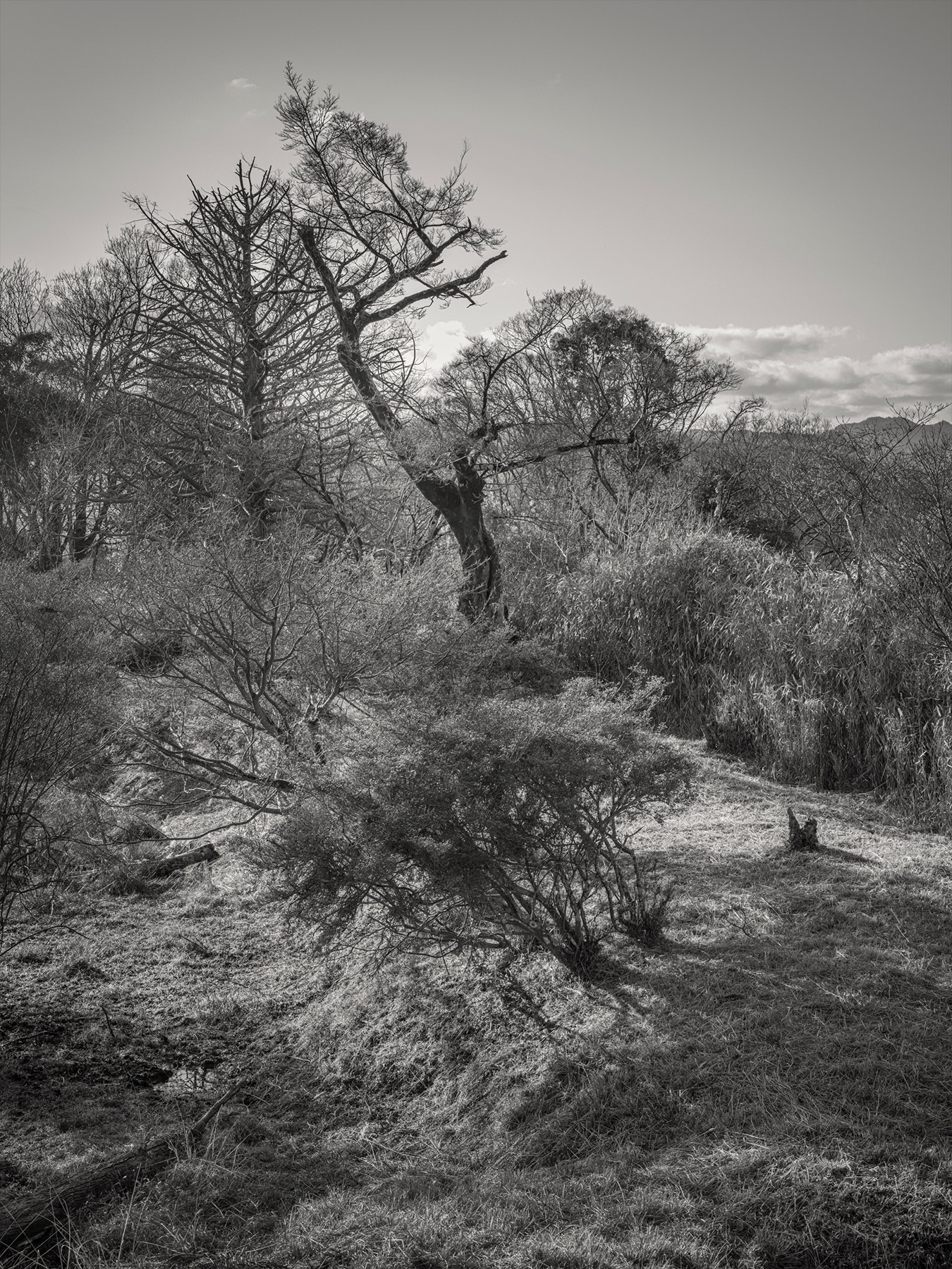 41_Kodama_PatrickCorrigan