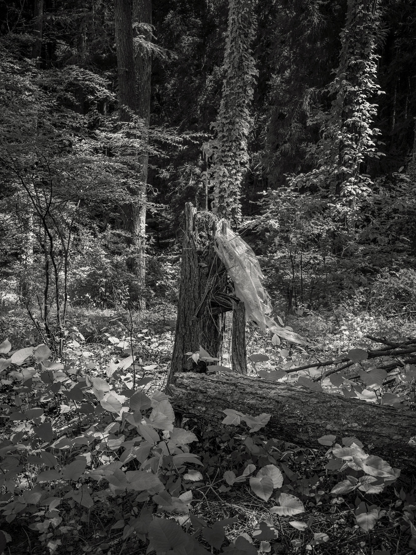 47_Tengu_PatrickCorrigan