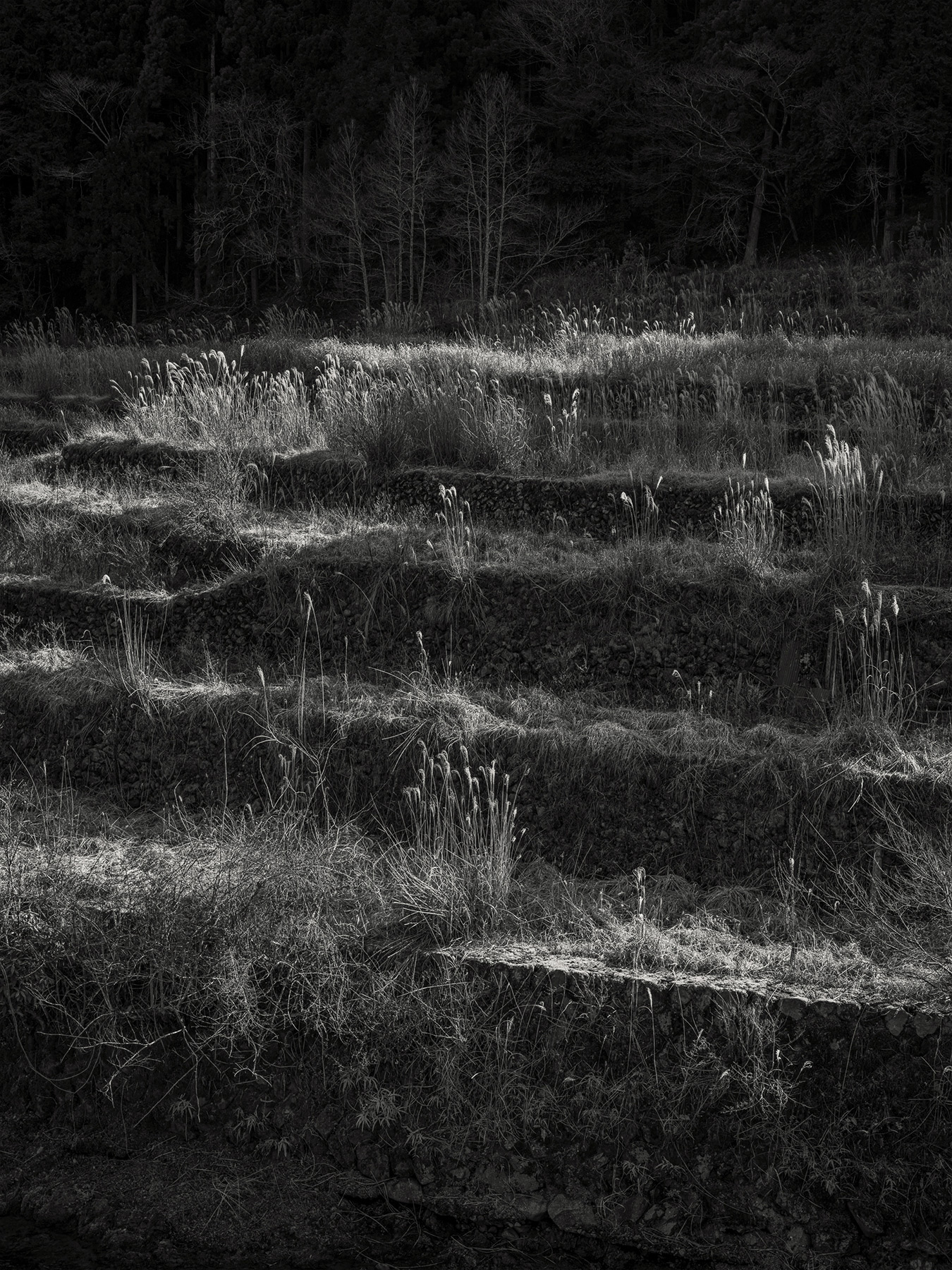 48_Kodama_PatrickCorrigan