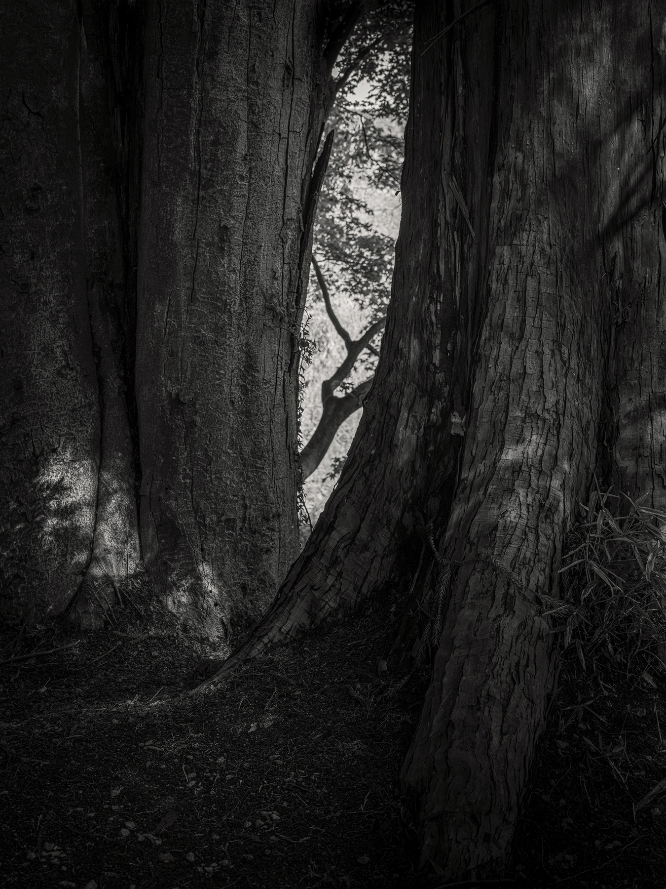 49_Kodama_PatrickCorrigan