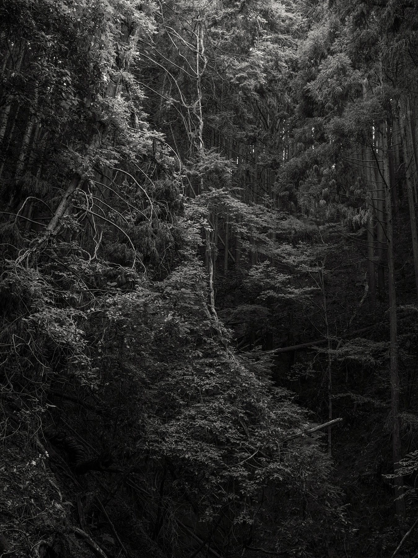 50_Kodama_PatrickCorrigan