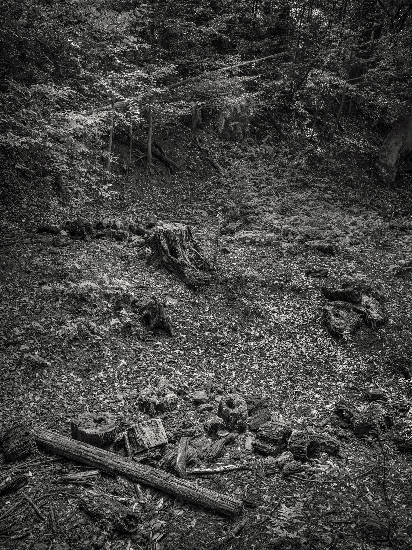 51_Kodama_PatrickCorrigan