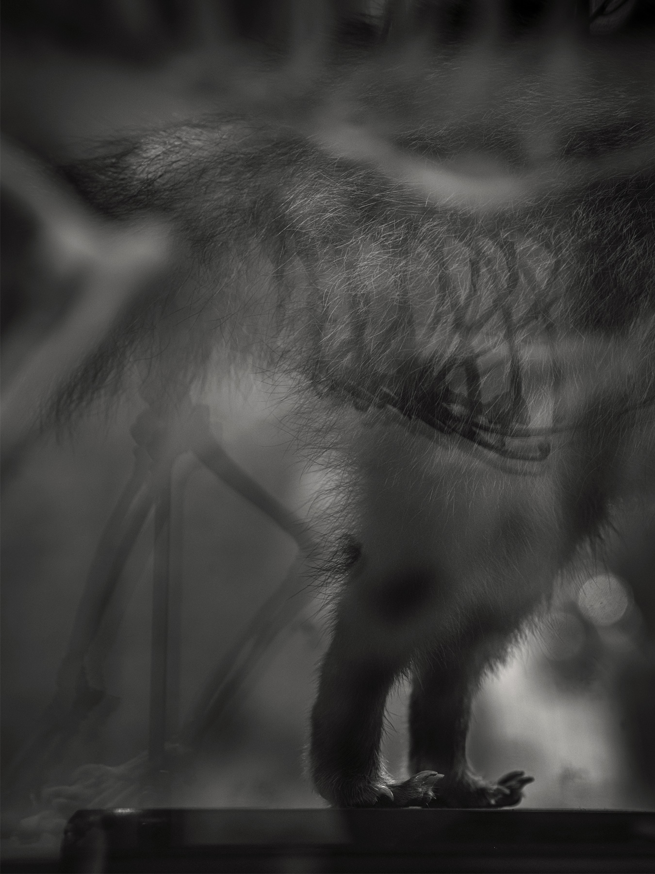 56_Kodama_PatrickCorrigan