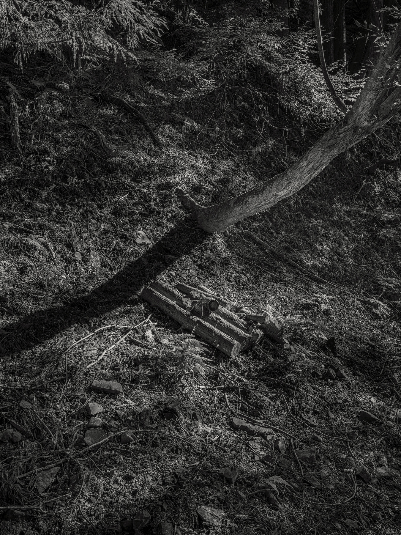57_Kodama_PatrickCorrigan
