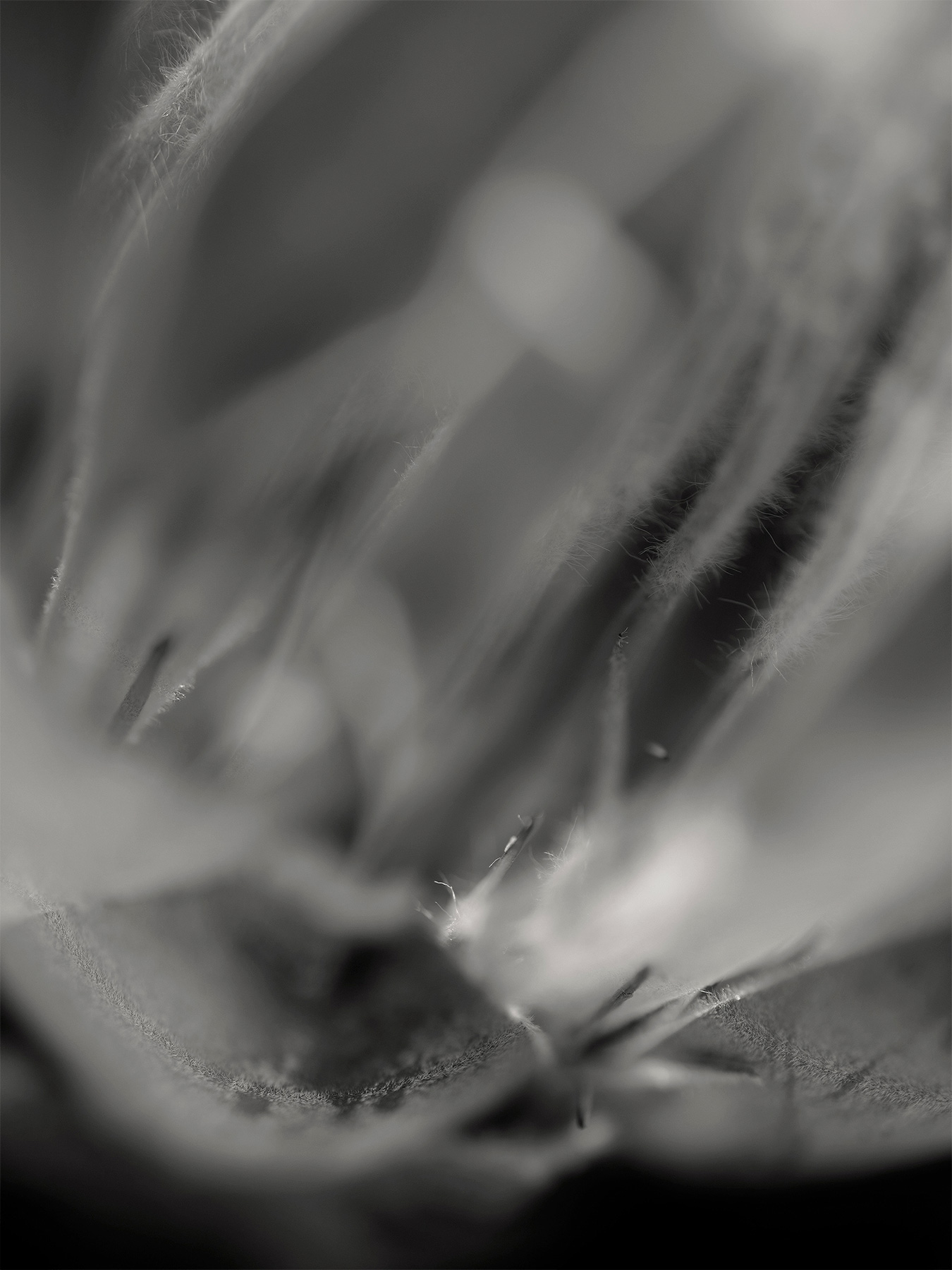 58_Kodama_PatrickCorrigan