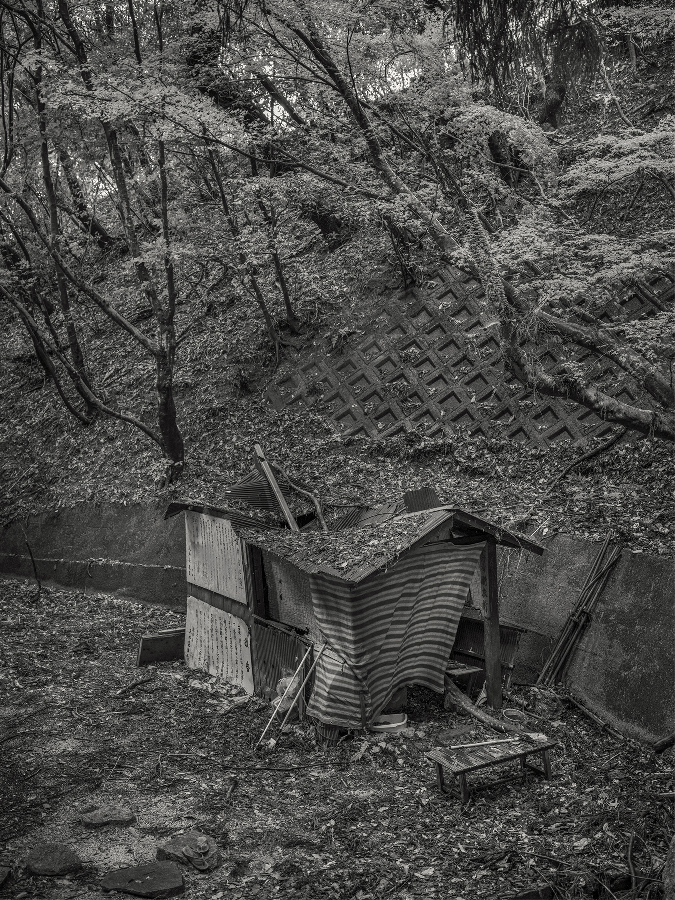 59_Kodama_PatrickCorrigan