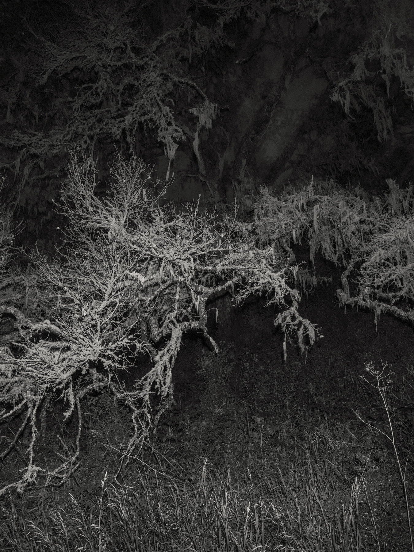 65_Kodama_PatrickCorrigan