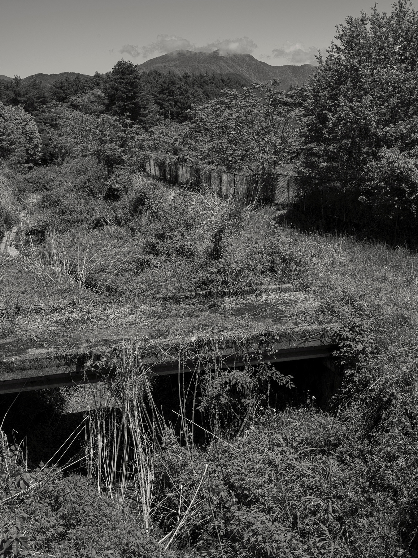 71_Kodama_PatrickCorrigan