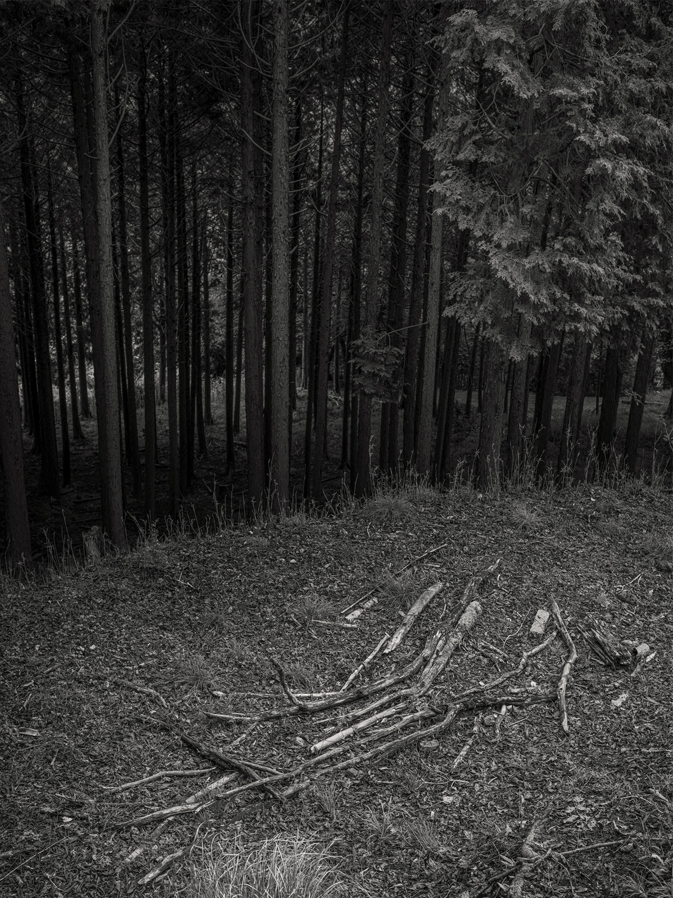 73_Kodama_PatrickCorrigan