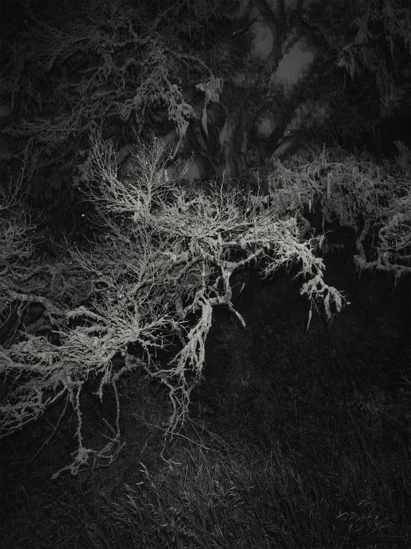 75_Kodama_PatrickCorrigan