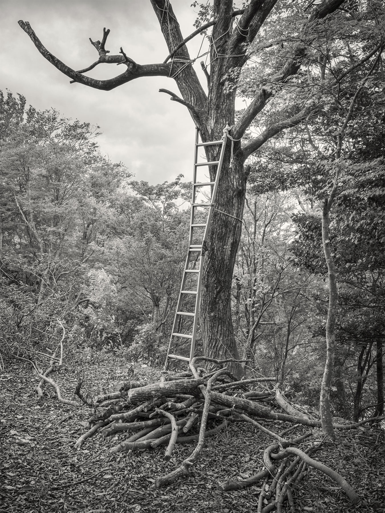 01_Kodama_PatrickCorrigan