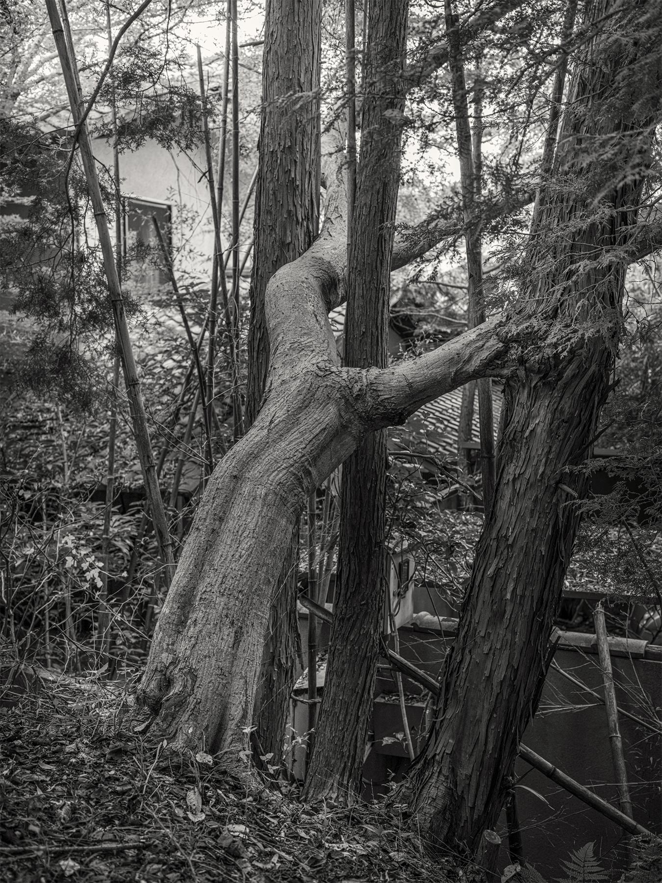 05_Kodama_PatrickCorrigan
