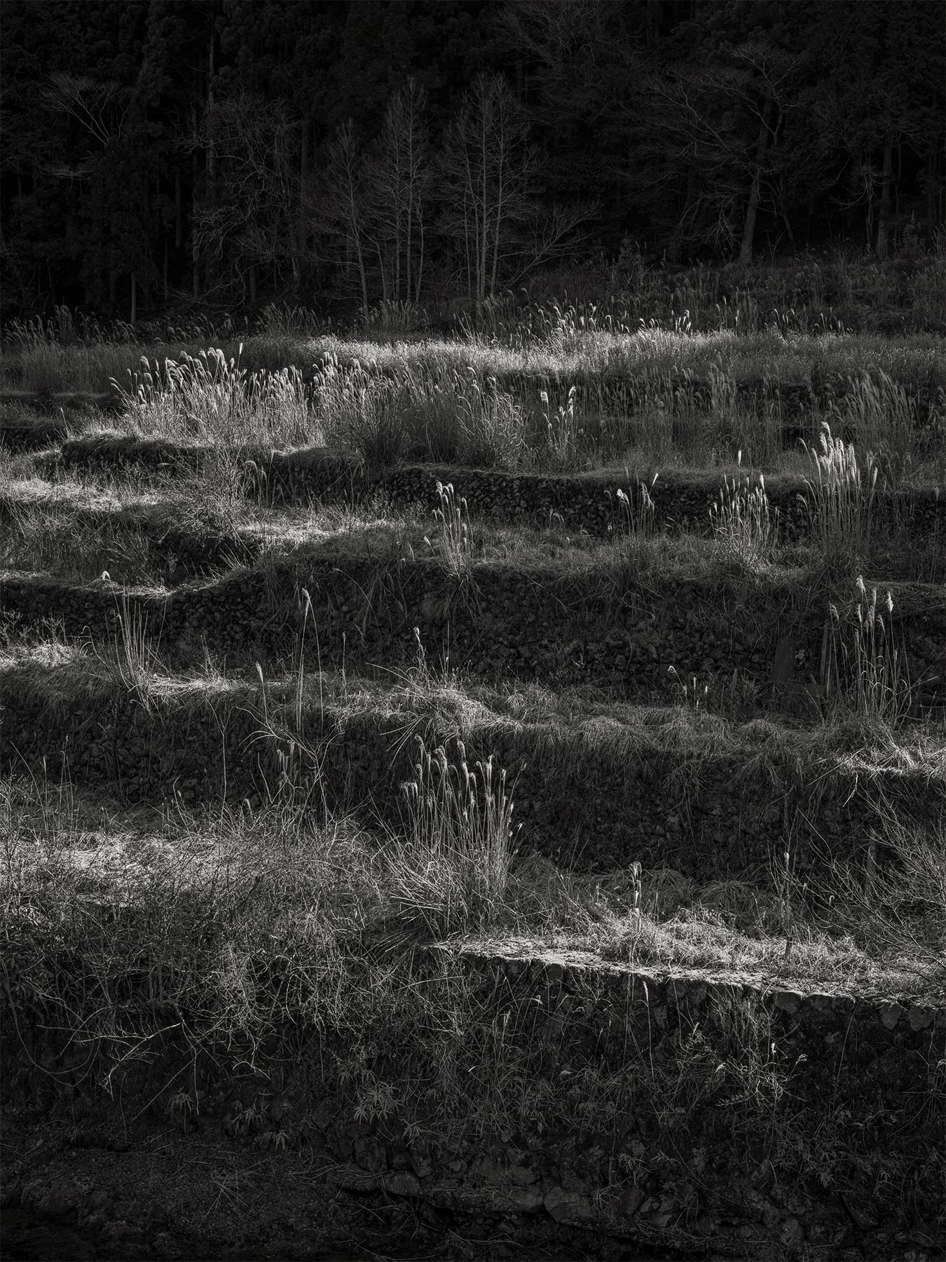 07_Kodama_PatrickCorrigan