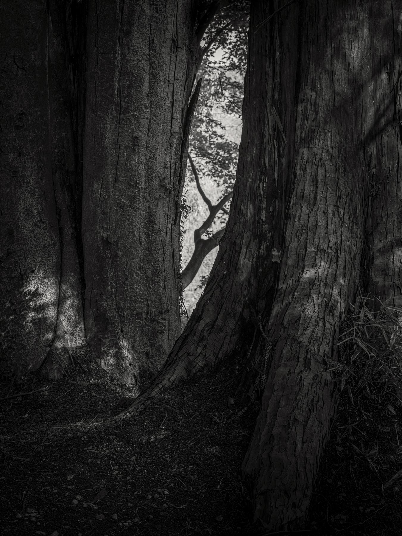 08_Kodama_PatrickCorrigan