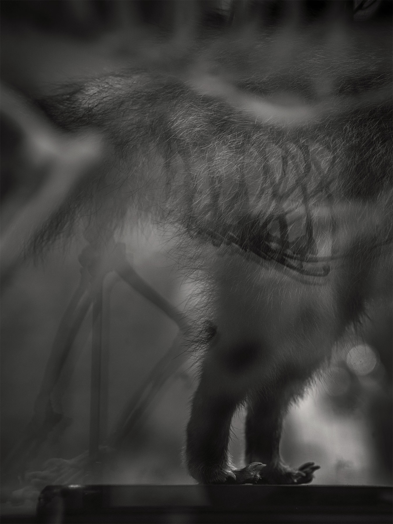 13_Kodama_PatrickCorrigan