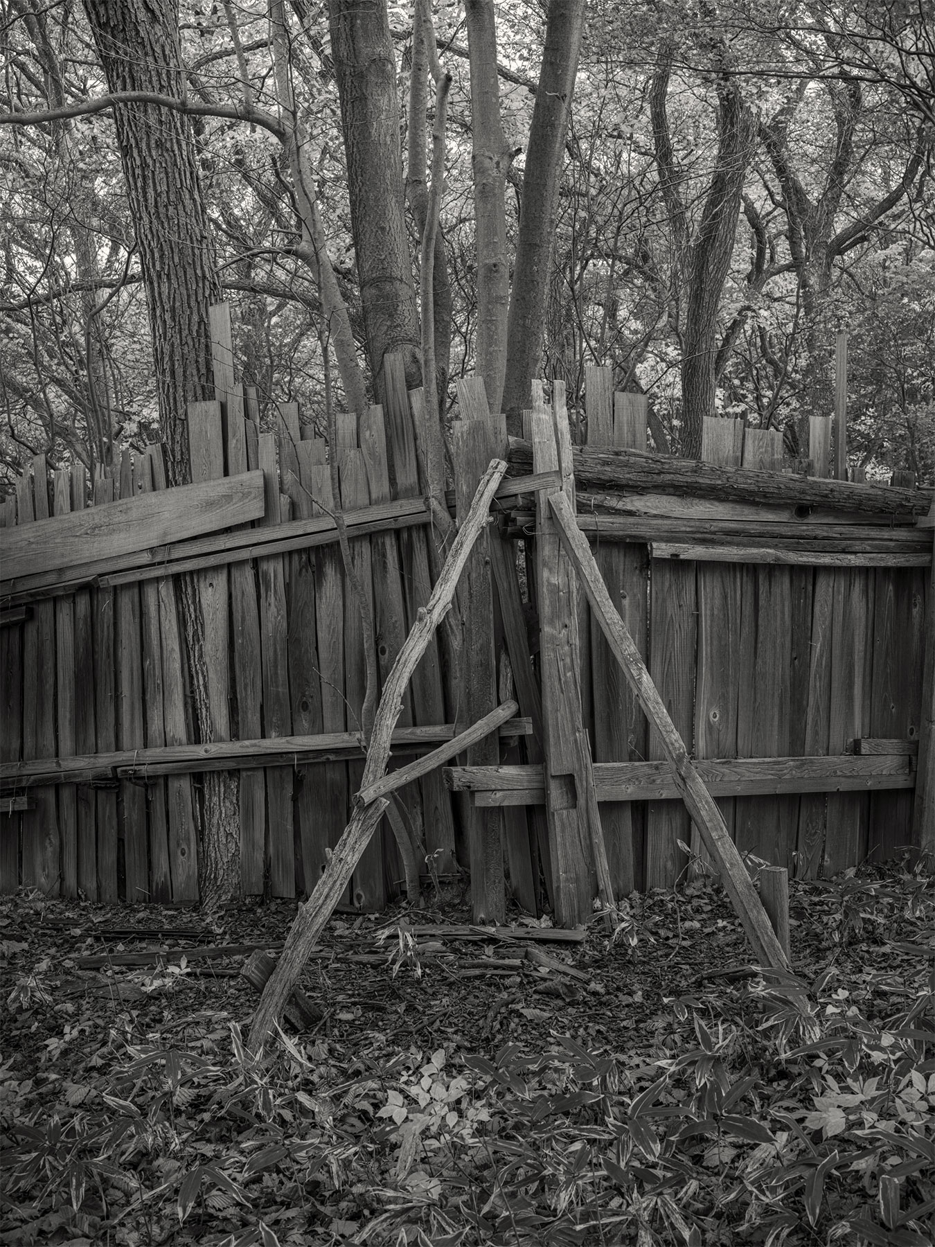 14_Kodama_PatrickCorrigan