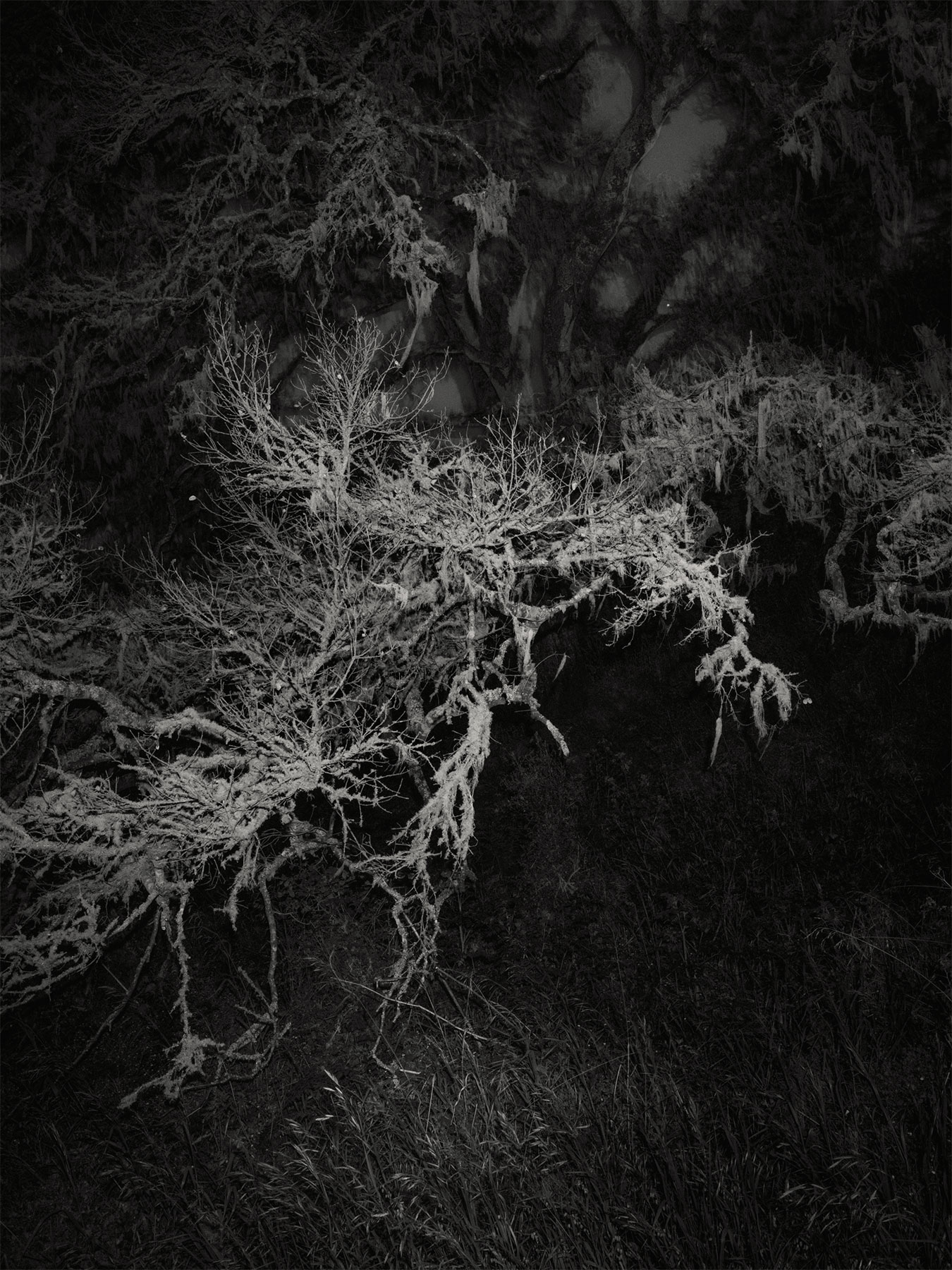 17_Kodama_PatrickCorrigan