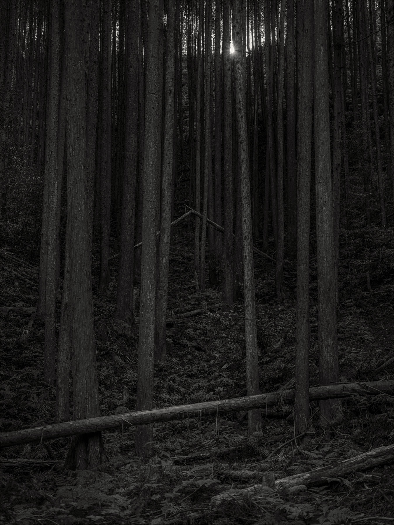 18_Kodama_PatrickCorrigan