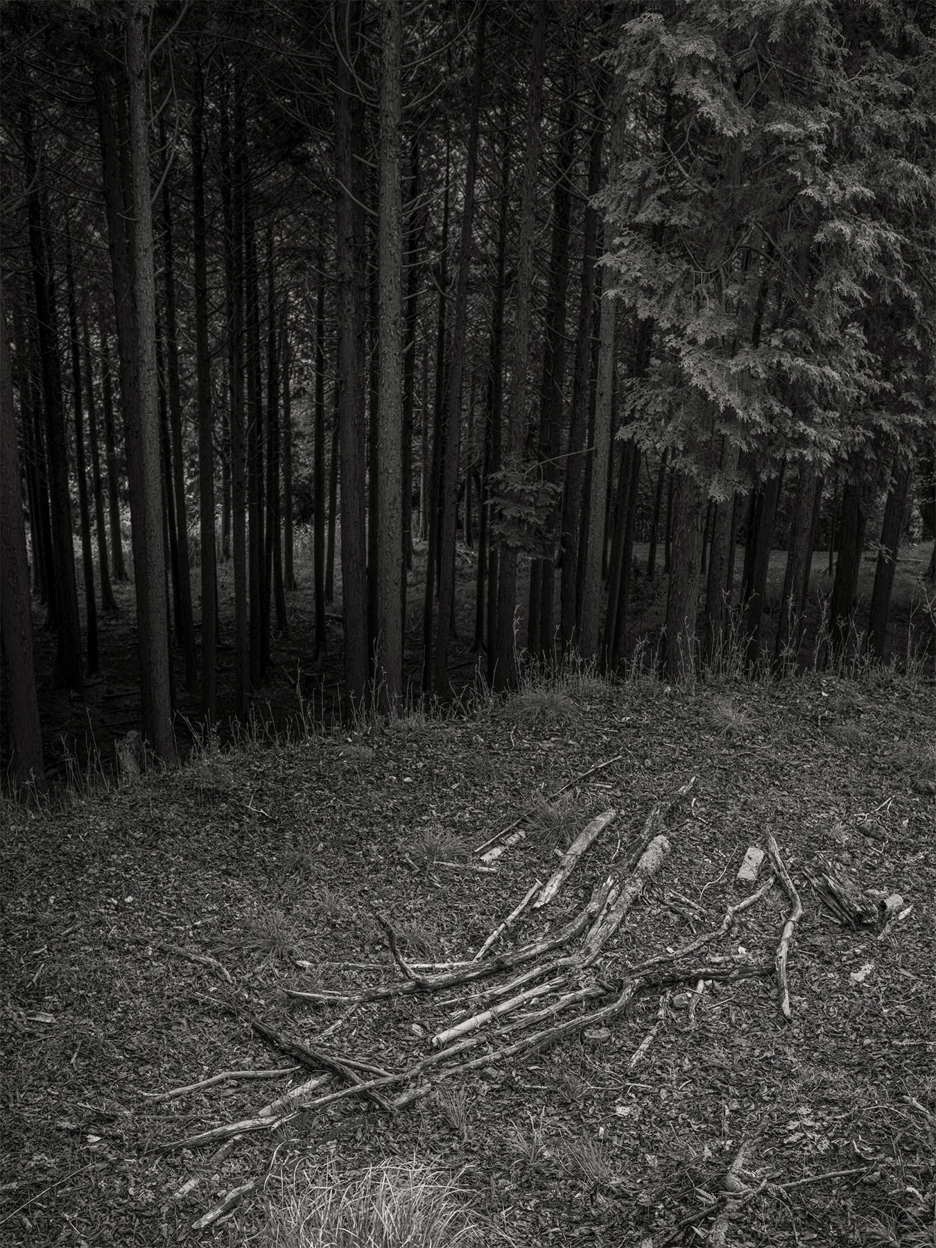 20_Kodama_PatrickCorrigan