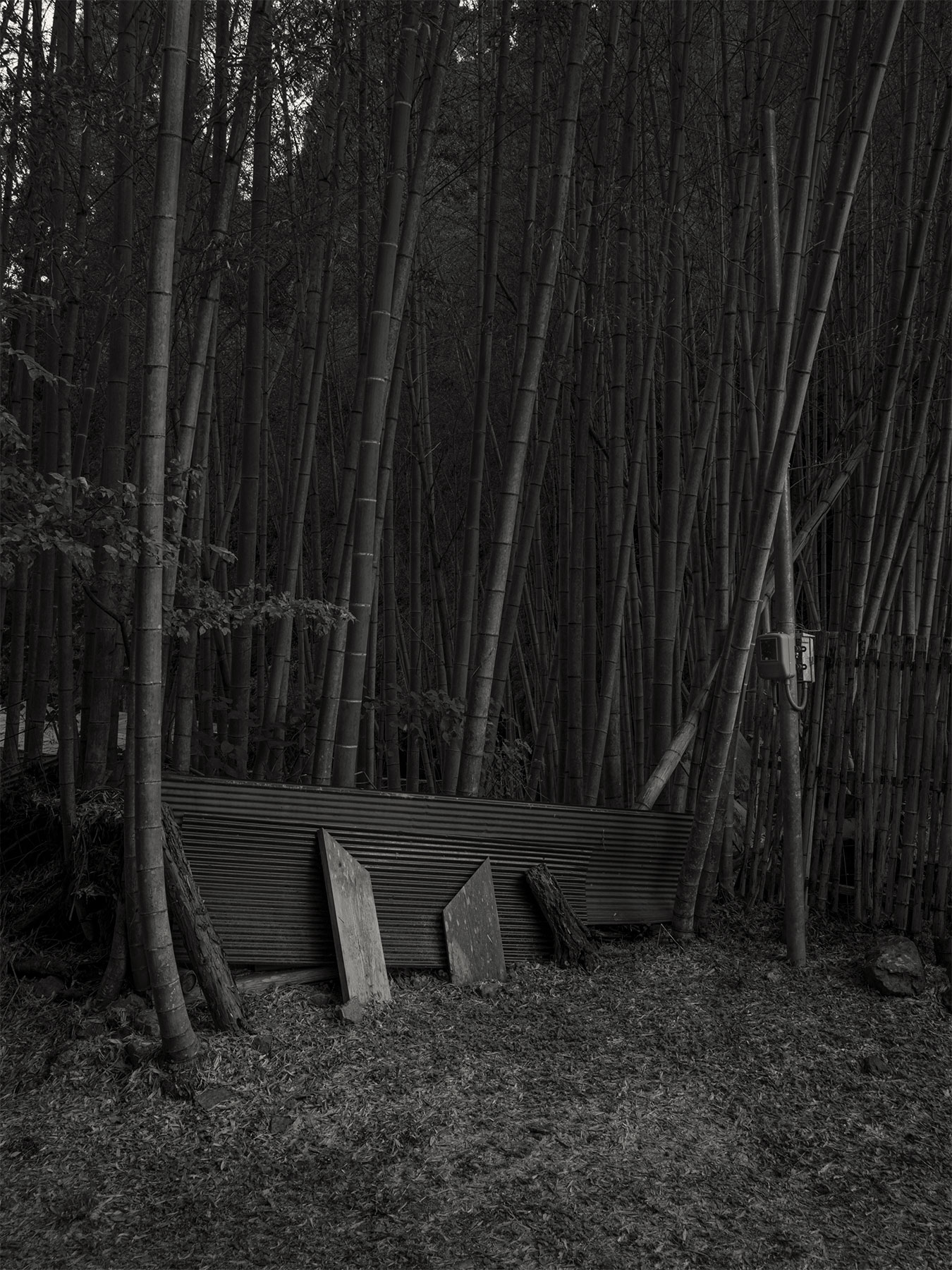 22_Kodama_PatrickCorrigan