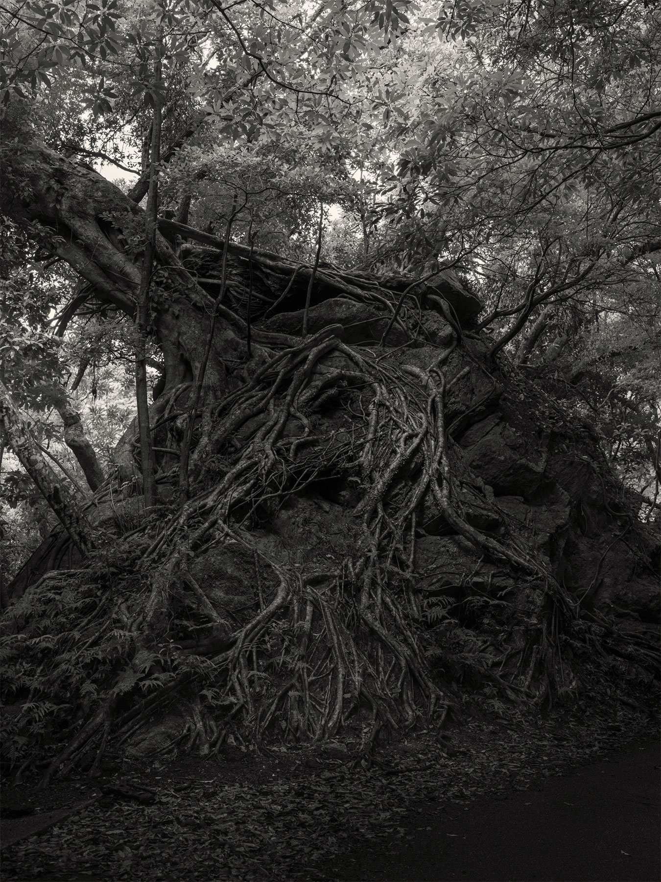 25_Kodama_PatrickCorrigan