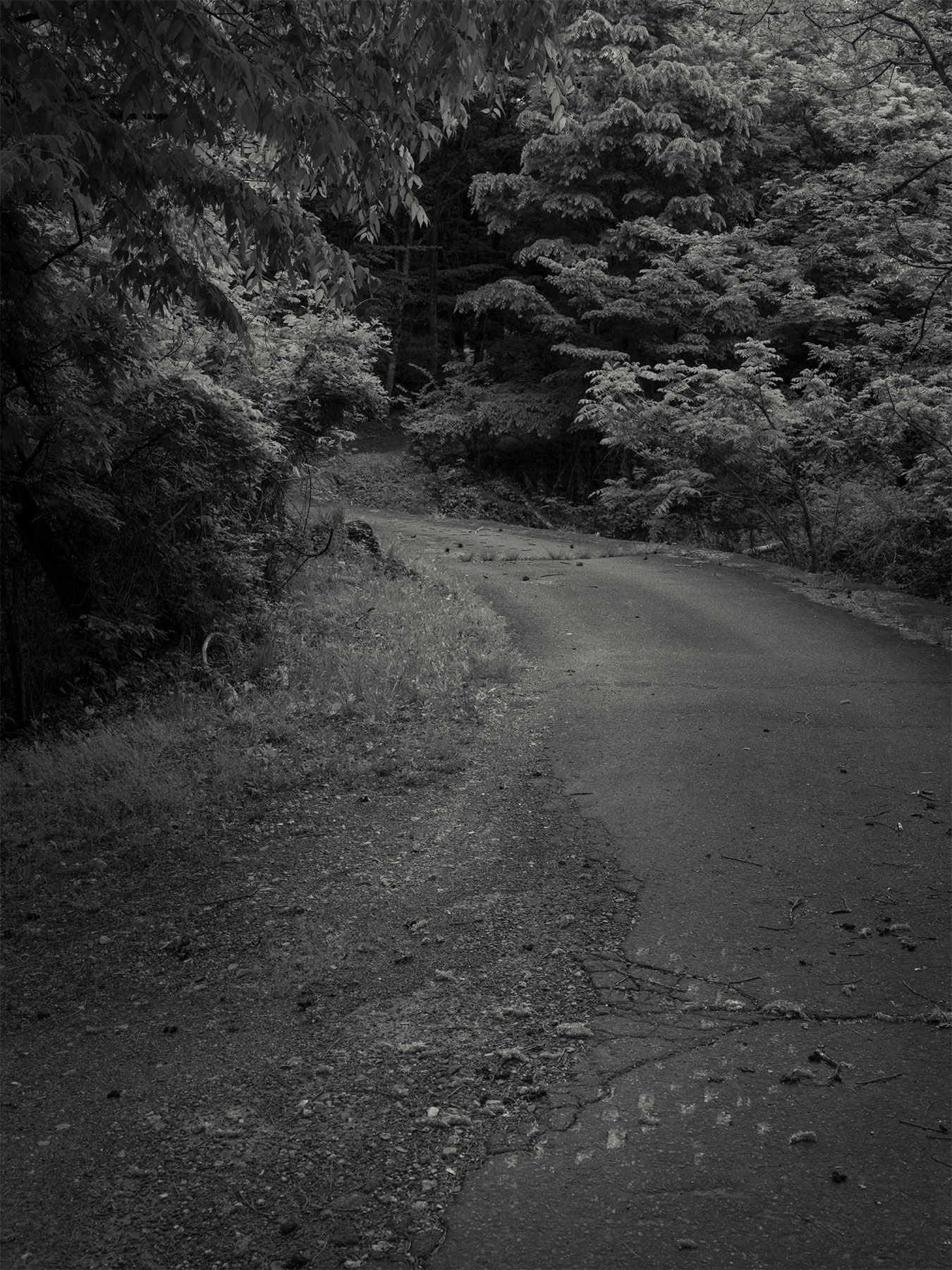 26_Kodama_PatrickCorrigan