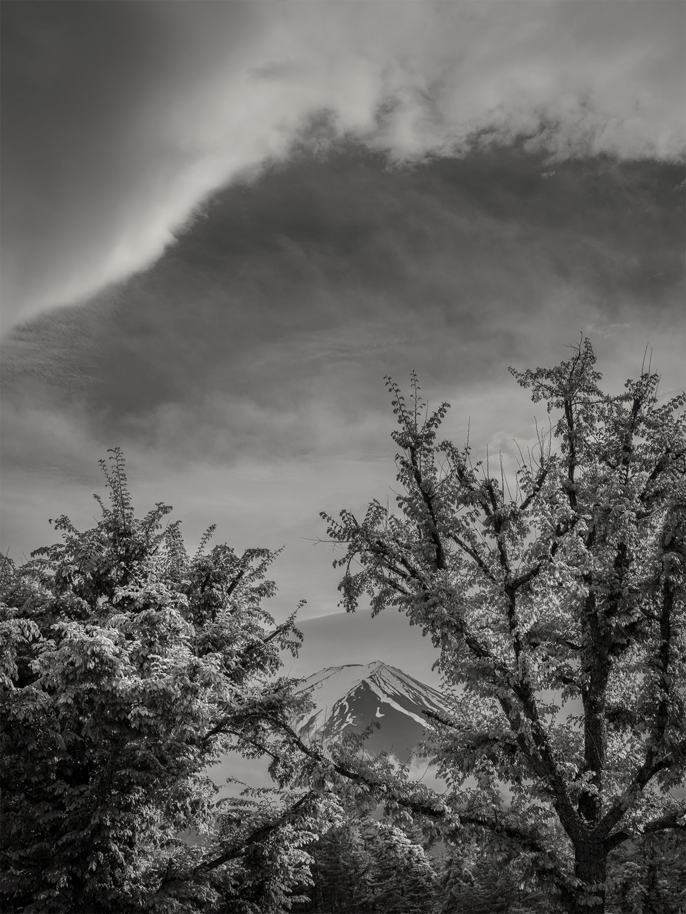 27_Kodama_PatrickCorrigan